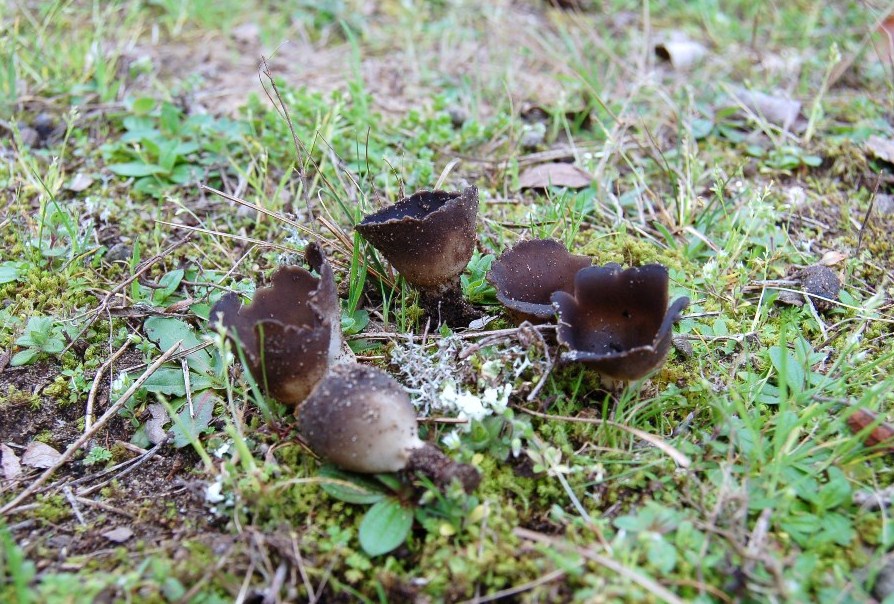 Giornata a San Rossore.